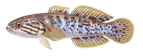 Northern Trout Gudgeon,Mogurnda mogurnda,Roger Swainston,Animafish