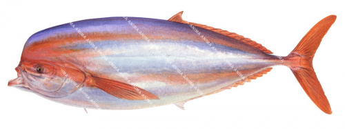 Louvar, Adult,Luvarus imperialis.Scientific fish illustration by Roger Swainston