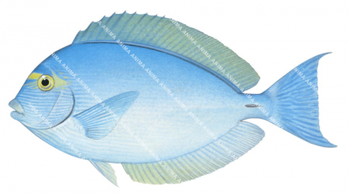 Pale Surgeonfish,Acanthurus mata,Roger Swainston,Animafish