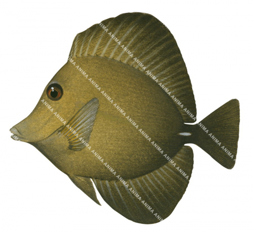 Brown Tang,Zebrasoma scopas,Roger Swainston,Animafish