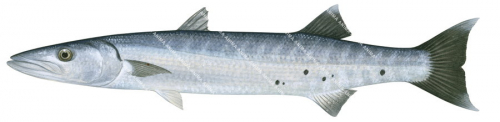 Great Barracuda-3,Sphyraena barracuda,Roger Swainston,Animafish