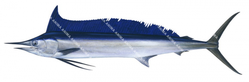 Shortbill Spearfish,Tetrapterus angustirostris,Scientific fish illustration by Roger Swainston