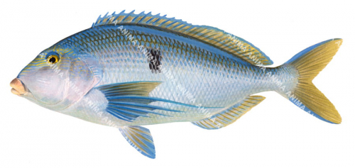 Blue Morwong,Nemadactylus valenciennesi,Scientific.Fish illustration by Roger Swainston