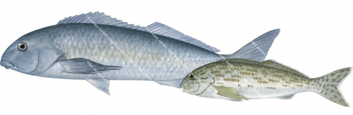 Dusky Morwong,Adult and Juvenile,Dactylophora nigricans.High Res Illustration by R. Swainston
