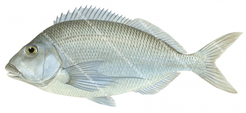 Grey Morwong,Nemadactylus douglasii,illustration by Roger Swainston