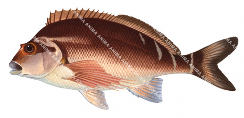 Red Morwong,Morwong fuscus|High Res Illustration by R. Swainston
