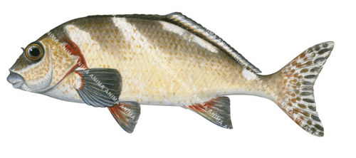 Painted Morwong,Morwong ephippium.High Res Illustration by R. Swainston