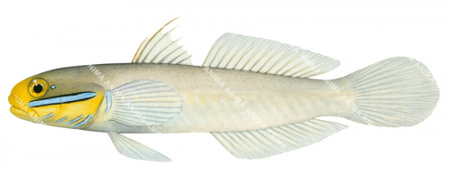 Blueband Glider Goby,Valenciennea strigata|High Res Scientific illustration by R. Swainston