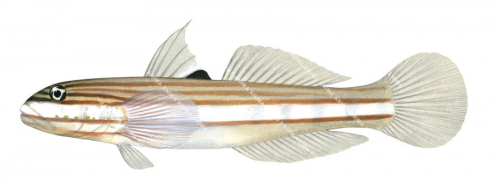 Mural Glider Goby,Valenciennea muralis|High Res Scientific illustration by R. Swainston