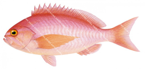 Longfin Perch-2,Caprodon longimanus,High quality illustration by Roger Swainston,Anima.fish