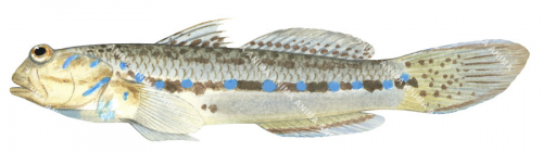 Bluespotted Mangrove Goby,Amoya gracilis|High Res Scientific illustration by Roger Swainston