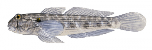 Shoulderspot Sandgoby,Gnatholepis anjerensis|High Res Illustration by R. Swainston