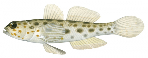 Goldspeckled Shrimpgoby,Ctenogobiops pomastictus|High Res Illustration by R. Swainston