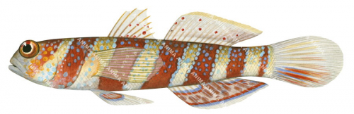 Redbanded Shrimpgoby,Amblyeleotris fasciata.High Res Scientific illustration by Roger Swainston