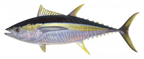 Yellowfin Tuna-5,Thunnus albacares|High Res Scientific illustration by Roger Swainston