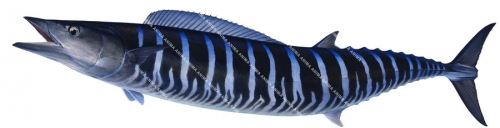 Swimming Wahoo,Acanthocybium solandri|High Res Illustration by R. Swainston