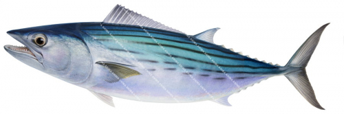 Swimming Oriental Bonito,Sarda orientalis|High Res Illustration by R. Swainston