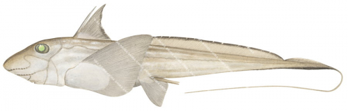 Blackfin Ghostshark,Hydrolagus lemures|High Res Scientific illustration by Roger Swainston