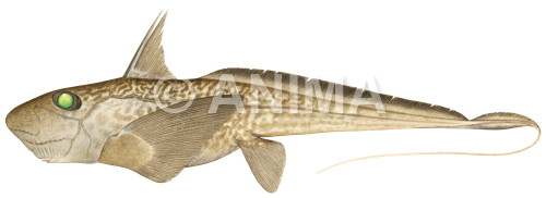 Marbled Ghostshark,Hydrolagus marmoratus|High Res Scientific illustration by Roger Swainston