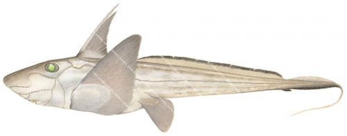 Whitefin Ghostshark,Chimaera argiloba|High Res Scientific illustration by Roger Swainston
