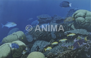 Underwater painting of the Edge of the Dropoff,Clipperton Island|,Underwater painting by Roger Swainston 