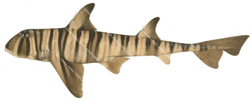 Zebra Hornshark,Heterodontus zebra|High quality scientific illustration by Roger Swainston