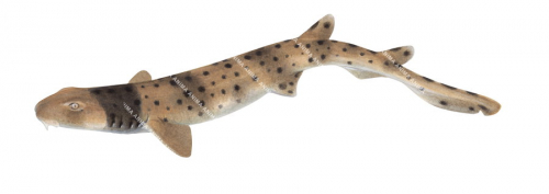 Swimming Collar Carpetshark,Parascyllium collare|High Res Illustration by R. Swainston