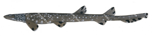 Varied Carpetshark-2,Parascyllium variolatum|High quality scientific illustration by Roger Swainston