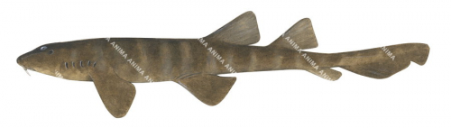 Blind Shark,dark colour,Brachaelurus waddi|High quality scientific illustration by Roger Swainston