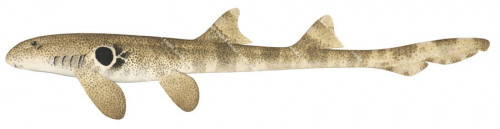 Speckled Carpetshark,Hemiscyllium trispeculare|High quality scientific illustration by Roger Swainston