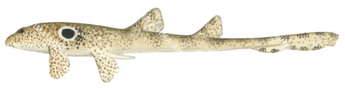 Speckled Carpetshark-2,Hemiscyllium trispeculare|High quality scientific illustration by Roger Swainston