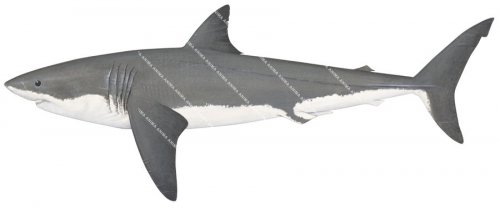 Great White Shark-2,Carcharodon carcharias|High quality scientific illustration by Roger Swainston