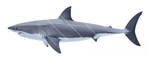 Great White Shark-3,Carcharodon carcharias| High quality scientific illustration by Roger Swainston