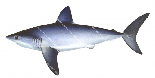 Porbeagle Shark,Lamna nasus|High quality scientific illustration by Roger Swainston