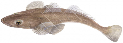 Deepwater Flathead1,Platycephalus conatus,High quality illustration by Roger Swainston
