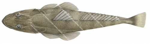 Dorsal view of the Deepwater Flathead,Platycephalus conatus,High quality illustration by Roger Swainston