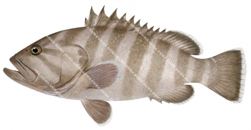 Greyband Grouper,Hyporthodus griseofasciatus,Scientific fish illustration by Roger Swainston, Anima.fish