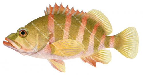 Eyebrow Seaperch,Hypoplectrodes coronatus.High Resolution illustration on white background High quality illustration by Roger Swainston