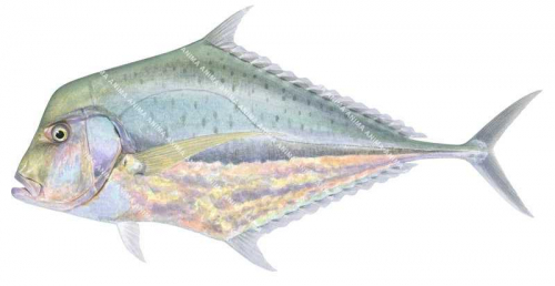 Diamond Trevally,Scyrica indica,High quality illustration by Roger Swainston