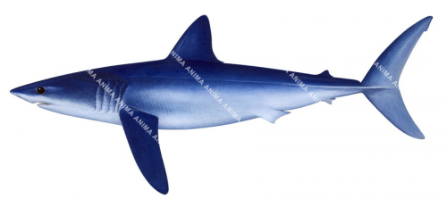 Shortfin Mako-2,Isurus oxyrinchus|High quality scientific illustration by Roger Swainston