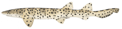 Blackspotted Catshark-2,Aulohalaelurus labiosus|High Res marine image by R.Swainston