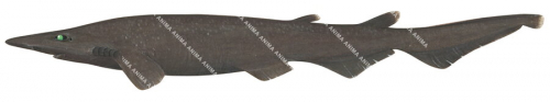 Freckled Catshark,Apristurus sinensis.High quality illustration by R.Swainston