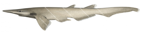 Pinocchio Catshark-2(X),Apristurus australis|High Res Illustration by R. Swainston