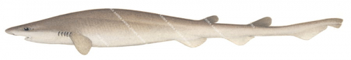 Shorttail Catshark,Parmaturus bigus|High quality scientific illustration by Roger Swainston