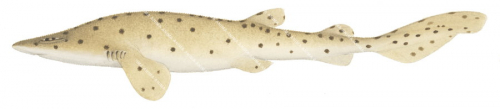 Northern Draughtboard Shark (X),Cephaloscyllium sp.High Res Scientific illustration by Roger Swainston,Animafish