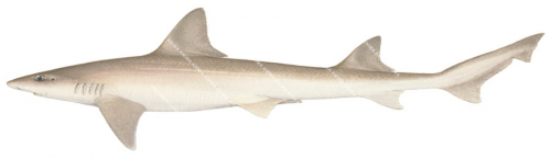 Grey Gummy Shark,Mustelus ravidus,Roger Swainston,Animafish