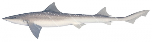 Gummy Shark,Mustelus antarcticus.High quality illustration by R.Swainston,Animafish