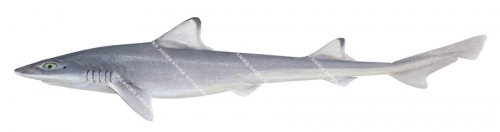 Eastern Spotted Gummy Shark,Mustelus walkeri,High quality illustration by R.Swainston,Animafish