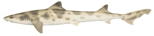 Whiskery Shark1,Furgaleus macki,High quality illustration by R.Swainston,Animafish