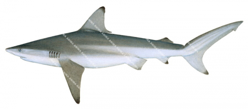 Common Blacktip Shark,Carcharhinus limbatus,High quality illustration by R.Swainston